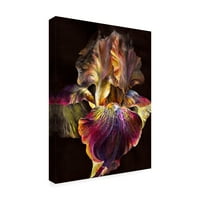Zaštitni znak likovne umjetnosti 'Iris na Crnom' platno Art by PhotoINC Studio