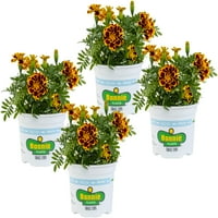 Bonnie biljke šareni drugovi žuta i narandžasta francuski Marigold oz. 4-Pakovanje, Žive Biljke