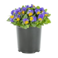 Expert Gardener 2.5 QT višebojne viole žive biljke sa saksijom za uzgoj