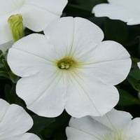 Stručni Vrtlar 1,5 G Petunia Limbo Bijela Godišnja Živa Biljka