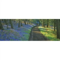 Bluebell cvijeće duž zemljane ceste u šumi, Gloucestershire, Engleska Poster Print