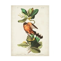 John James Audubon' Mangrove Cuckoo ' Canvas Art
