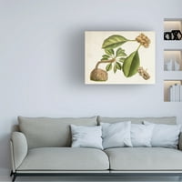 Curtis 'Tropical Foliage and Fruit V' Canvas Art