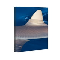 Wynwood Studio Nautical and Coastal Wall Art Canvas Prints 'Grey Reef Shark by David Fleetham' Marine Life - siva, plava